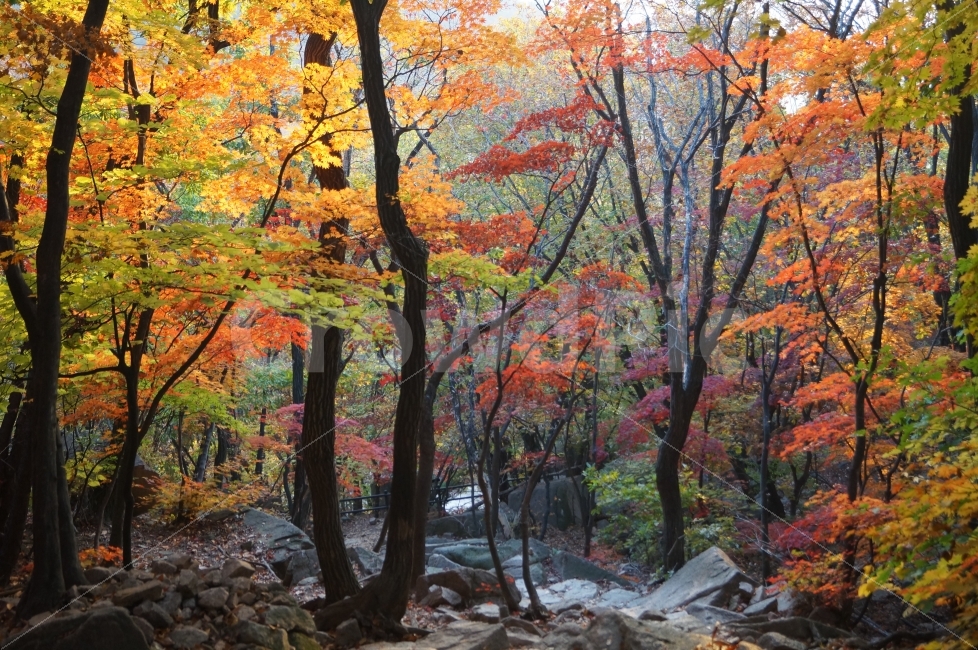 가을,낙엽,자연,식물,단풍,자연,풍경,nature,landscape,가을,계절,fall,autumn,season,tree,나무,plant,maple