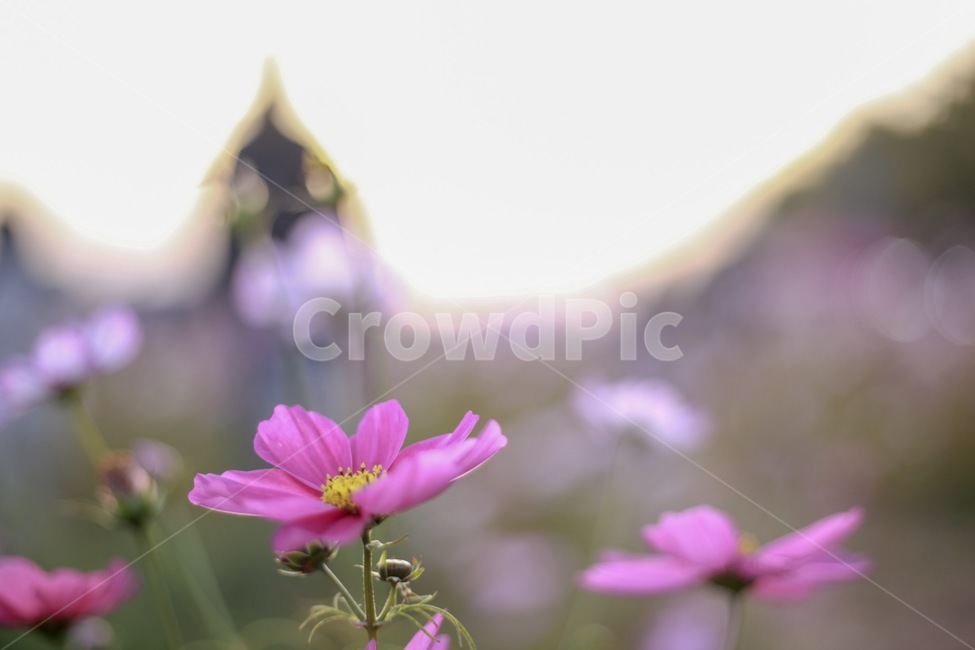 꽃,코스모스,꽃송이,식물,자연,식물,자연,plants,nature,꽃,flower