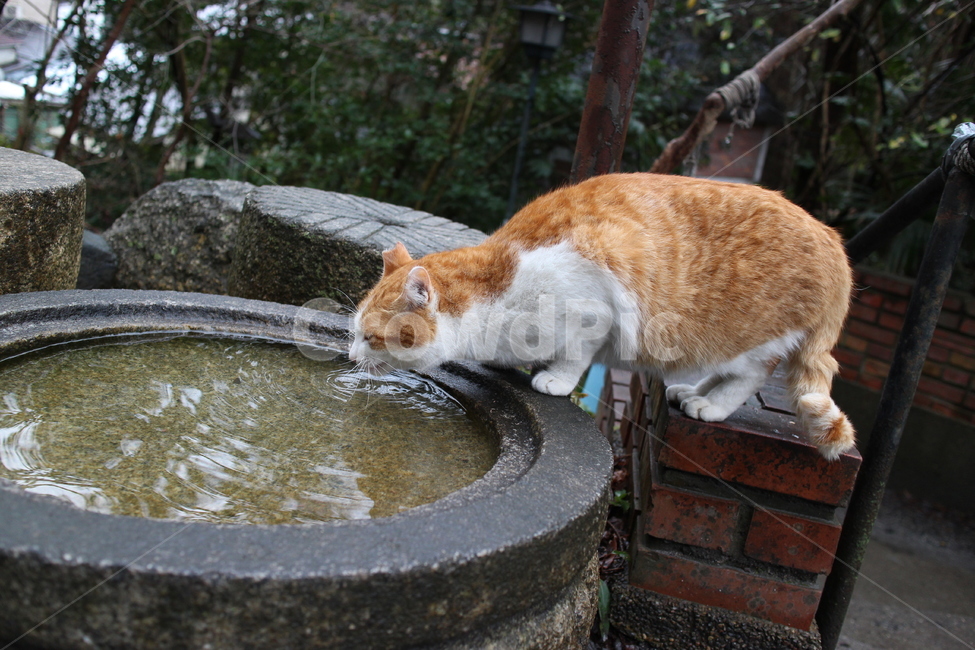 고양이,캣,cat,일본,japan