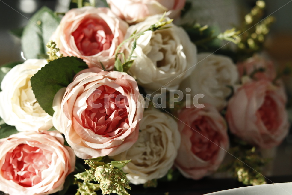 꽃,장미,분홍색,장미꽃,flower,꽃,flower,기념일,축하,anniversary,congratulation,celebrate,celebration
