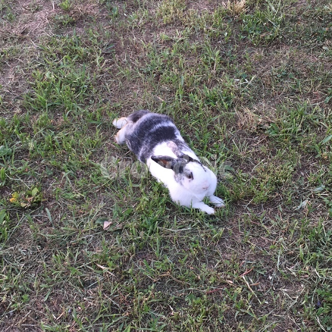 토끼,rabbit,bunny,산토끼,잔디