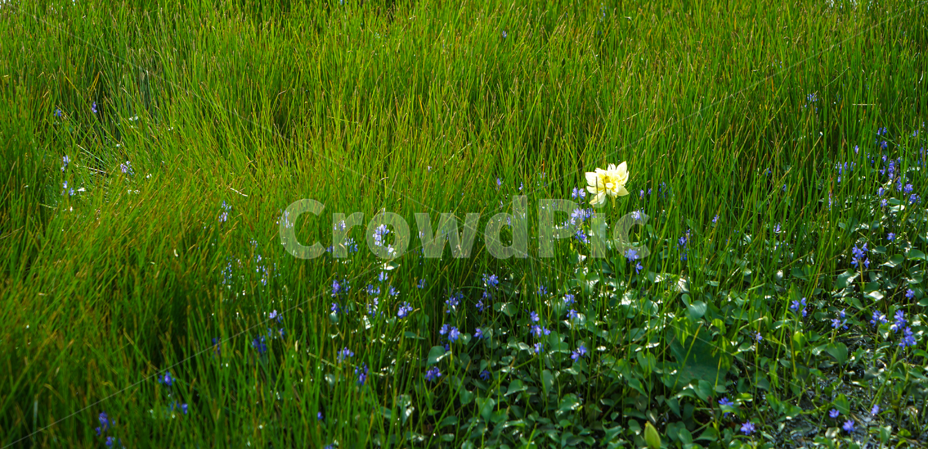 꽃,연꽃,수생,연밭,식물,자연,식물,자연,plants,nature,꽃,flower