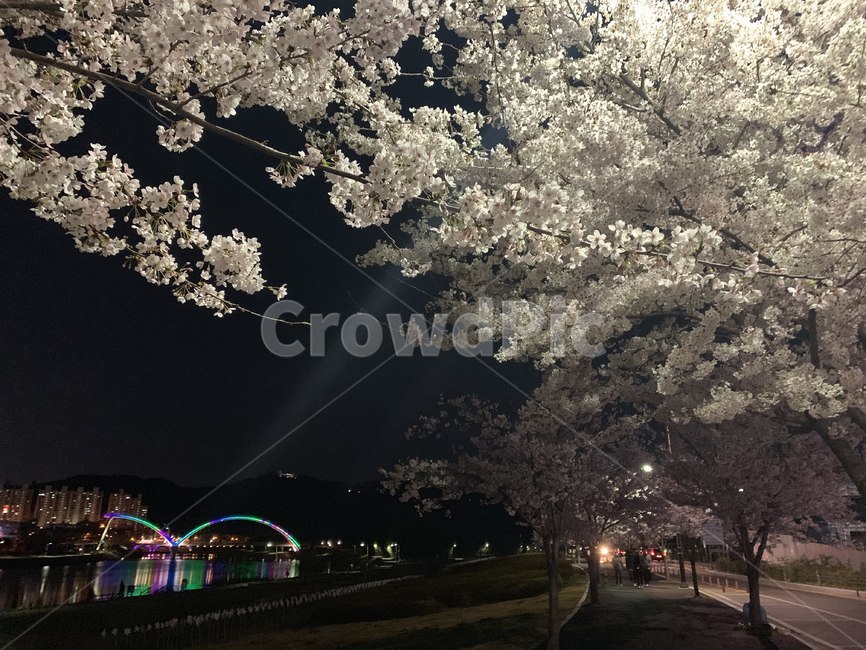 벚꽃,봄,야경,밤풍경,강