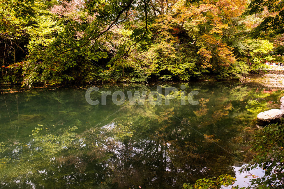 풍경,배경,가을,단풍,등산,전라도,내장산,background,scenery,autumn,maple,mountain,계절,fal,lseason,자연,nature,landscape,한국자연풍경,한국자연경관,koreanaturelandscape,한국전통,한국문화,koreantraditional,koreanculture,사람들,대중,군중,other,people,crowd,물들다,반영,백암사,오색,명소,배경화면,자연,풍경,nature,landscape,water,물,outdoors,옥외,land,땅