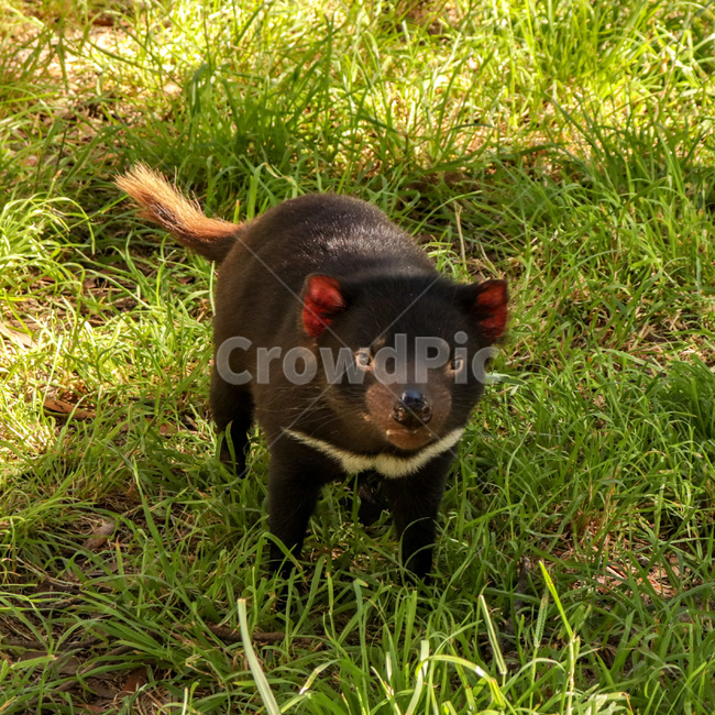 타즈매니아데빌,tasmaniandevil,타즈매니아,tasmania,멸종위기동물,호주동물,austraila,animal,멸종위기