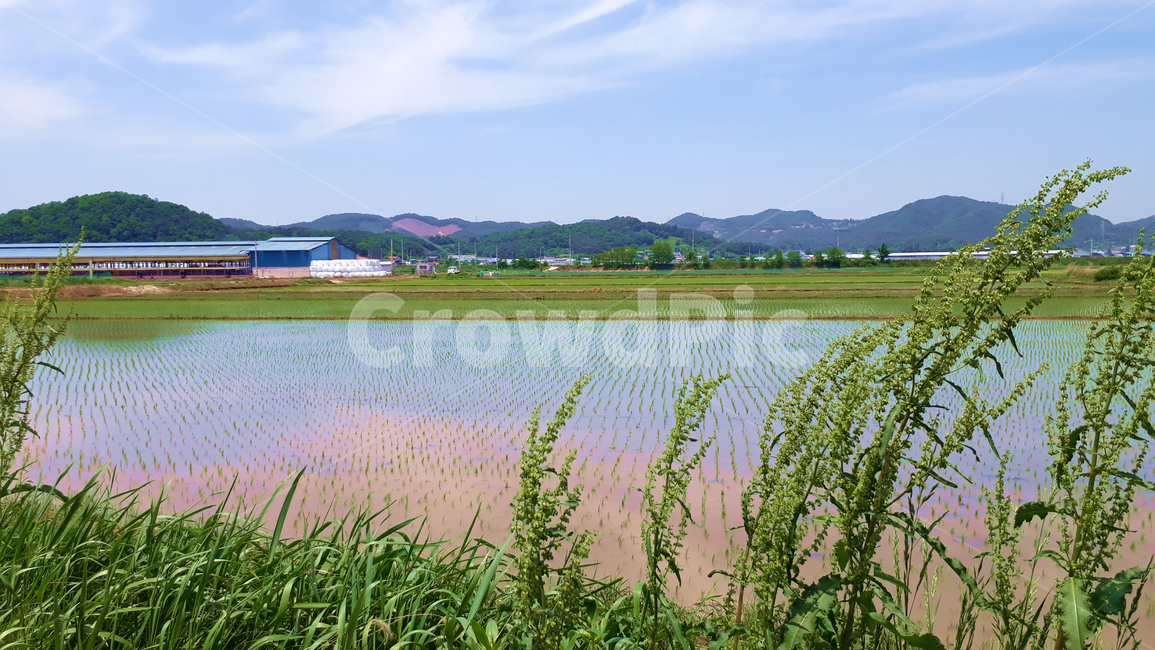 밭,논밭,자연,농사,시골,하늘,풀,시골,마을,풍경,landscape,country,rural,town