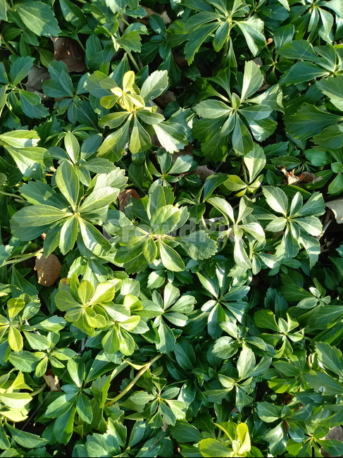 식물,수호초,잎,leaf,plant,식물,자연,plants,nature