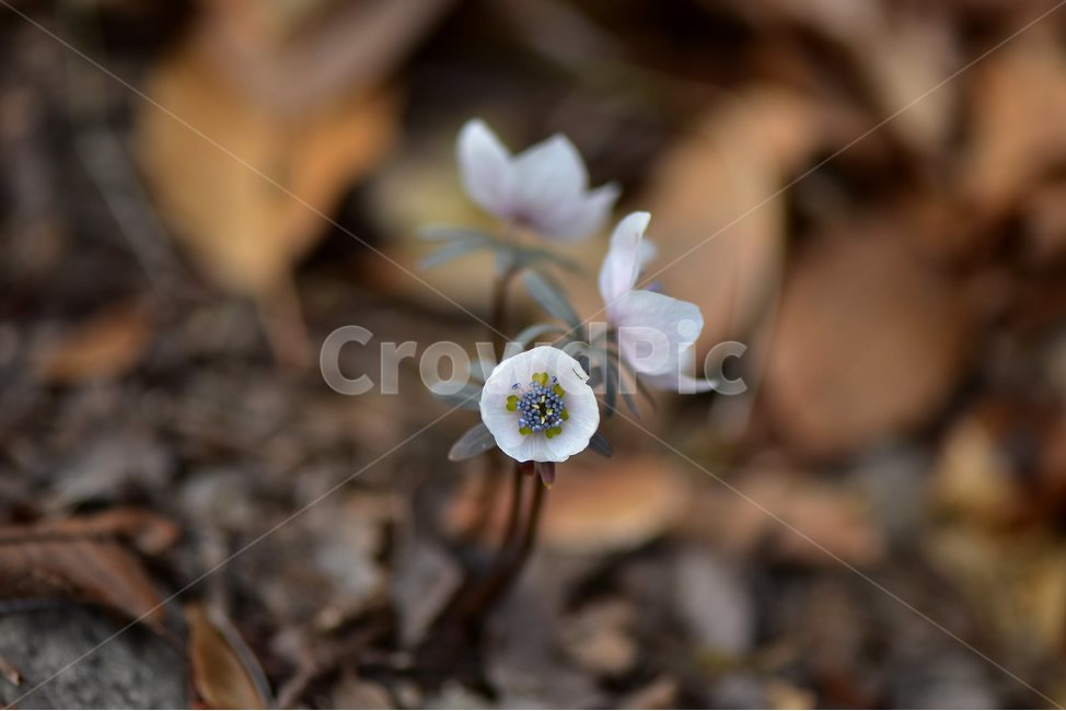 변산바람꽃,2018년,2월,야생화,꽃,생태,식물,자연,들꽃,산꽃,봄,감성,힐링,플라워,계절,시즌,wild,Flower,plants,nature,spring,season,배경,나무,목본,풀,초본,미나리아재비과,너도바람꽃속,flower,생태사진,봄꽃,거제도,봄,계절,spring,season,식물,자연,plants,nature,꽃,flower,plant