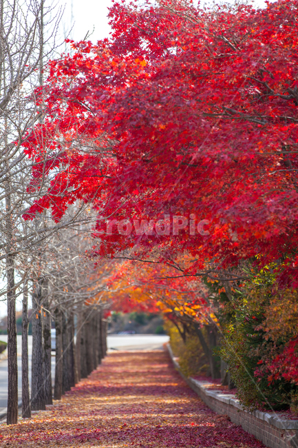 tree,plant,식물,maple,단풍,leaf,잎,가을,인도,단풍나무,단풍잎,캠퍼스,단풍길,나무,풍경,낙엽,길,계절,애기단풍,붉은,산책,가로수,은행나무,은행잎,가을,계절,fall,autumn,season,자연,풍경,nature,landscape