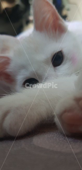 고양이,아기고양이,하얀색고양이,귀여운고양이,자는고양이,동물,animal,포유류,mammal,고양이,cat,kitten,kitty