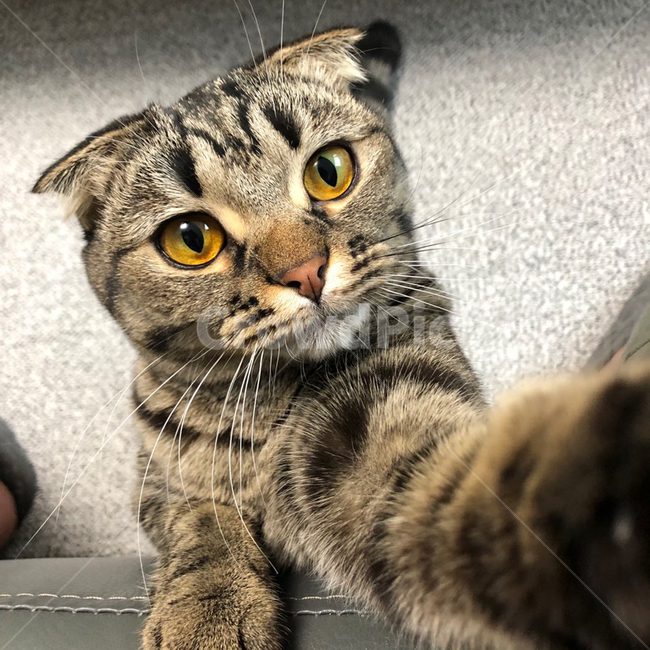 고양이,스코티쉬폴드,슈렉고양이,이쁜고양이,동물,반려동물,반려묘,반려고양이,아기고양이,귀여운동물