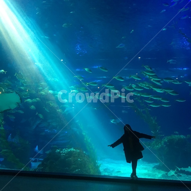 물고기,아쿠아리움,인어,바닷속,바다,동물,animal,어류,물고기,fish,사람,인물,인간,human,person,인물실루엣,사람실루엣,character silhouette,human silhouette,water,물,aquatic,물의