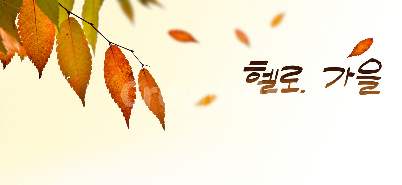 캘리그라피,캘리그래피,손글씨,가을배경,가을,배경,바탕,백그라운드,디자인소스,표지,헬로가을,단풍잎,낙엽,시즌,계절,fall,autumn,season,10월,칼라풀,글자,인사말,헬로우,문자,텍스트,text,가을,계절,fall,autumn,season,그래픽,일러스트레이션,graphic,illustration,leaf,잎,plant,식물