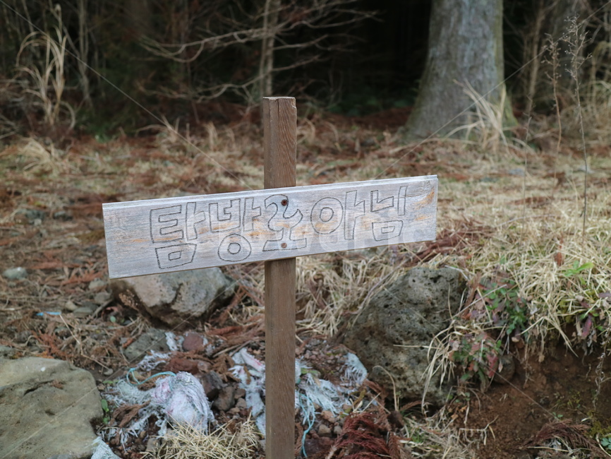 제주도,제주,사려니숲길,숲,숲길,돌탑,나무,jeju,forest,stupa,stone,rock,tree,sunshine