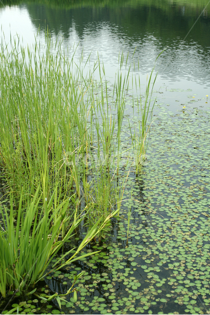 호수,수생식물,식물,plants,nature,공원,자연,풍경,nature,landscape,식물,plants,land,땅,outdoors,옥외,water,물,grass,잔디,plant