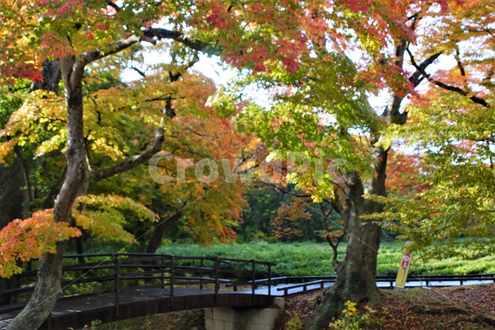 가을,단풍,낙엽,나무,자연,식물,풍경,초록색,노랑색,붉은색,숲속,fall,autumn,nature,green,trees,red,season,자연풍경,감성,아름다움,가을,계절,fall,autumn,season,자연,풍경,nature,landscape,tree,plant,outdoors,옥외