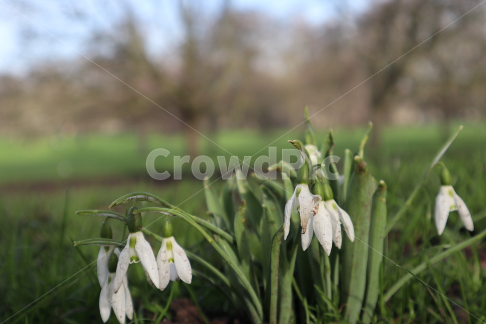 flower,white,closeup,nature,수선화과