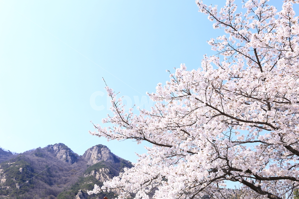 봄,벚꽃,꽃,나무,plant,식물,blossom,flower,spring