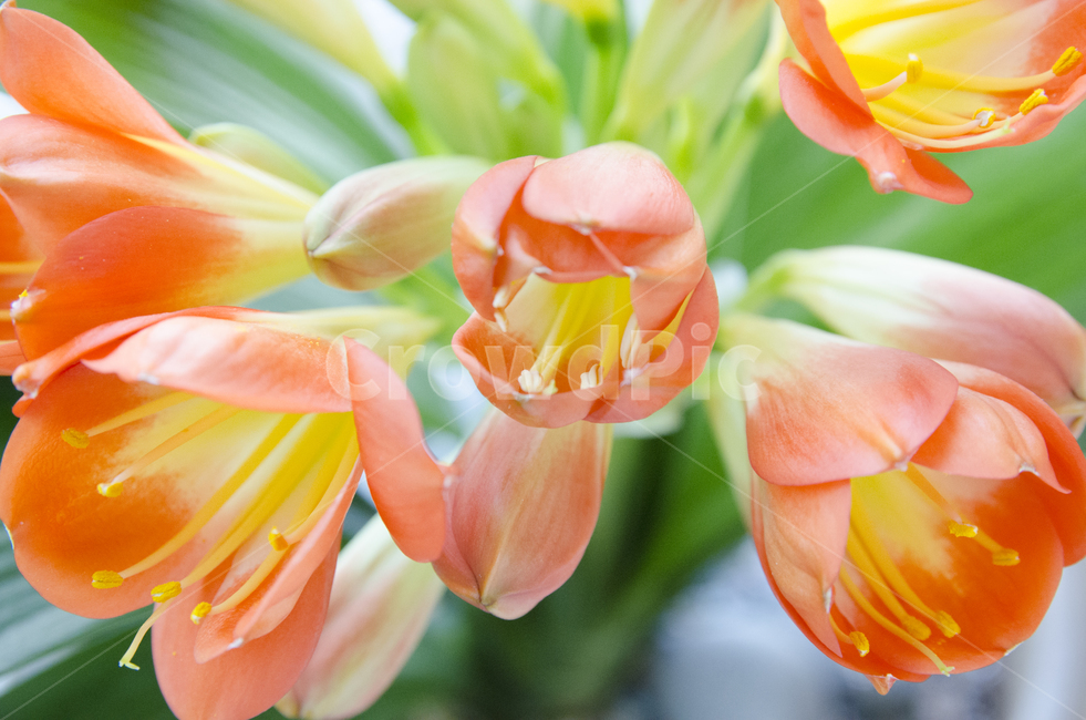 plant,식물,blossom,flower,꽃,kaffirlily,군자란,난,주황색,뷰티풀,아름다움,향기로움,식물,자연,plants,nature,꽃,flower