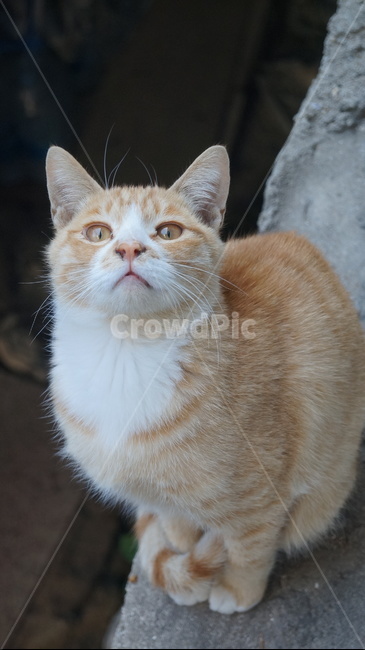 고양이,길고양이,치즈태비,길냥이,숏컷,동물,animal,포유류,mammal,고양이,cat,kitten,kitty