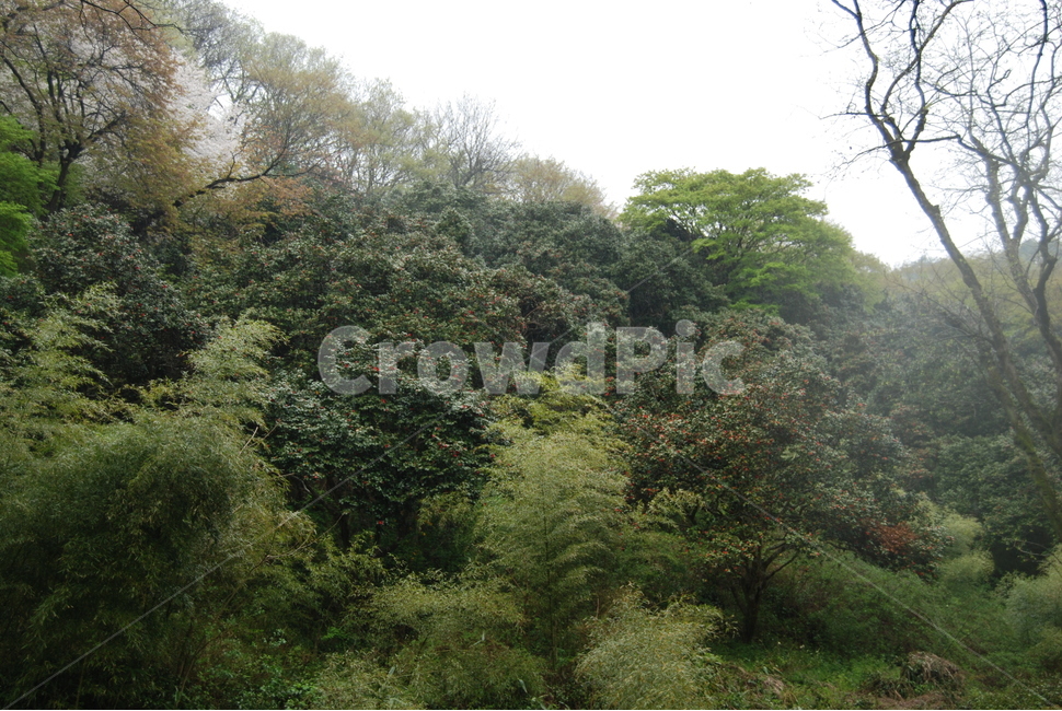 선운산,탐방로,계절,공원,휴양림,자연,풍경,nature,landscape,tree,나무,plant,식물