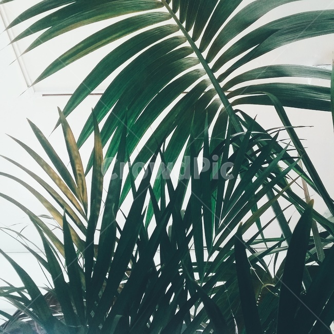 plant,식물,arecaceae,palmtree,야자수,tree,나무