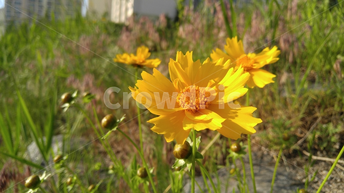 큰금계국,노랑꽃,꽃,노랑,녹색,식물,감성,배경,계절,yellowflower,flower,flant,green,emotional,background,season