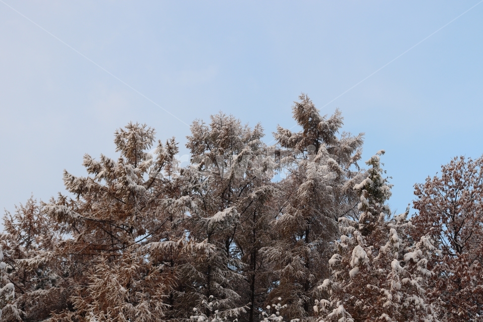 눈,설경,나무,겨울,겨울나무,눈쌓인나무,snow,tree,snowtree,겨울,계절,winter,season,자연,풍경,nature,landscape,식물,plants,나무,trees,wood,plant,fir,전나무,conifer,구과 식물