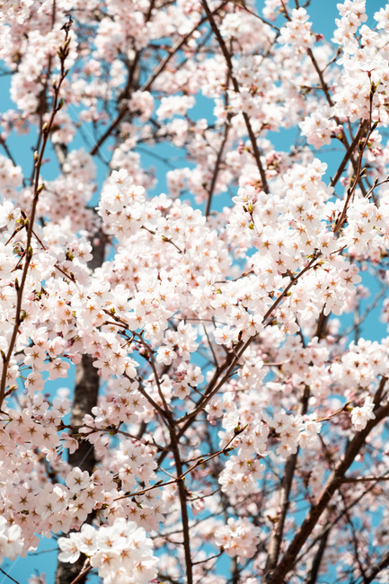 봄,벚꽃,벚꽃나무,꽃,flower,cherryblossom,spring,자연,감성사진,봄,계절,spring,season,plant,식물,blossom