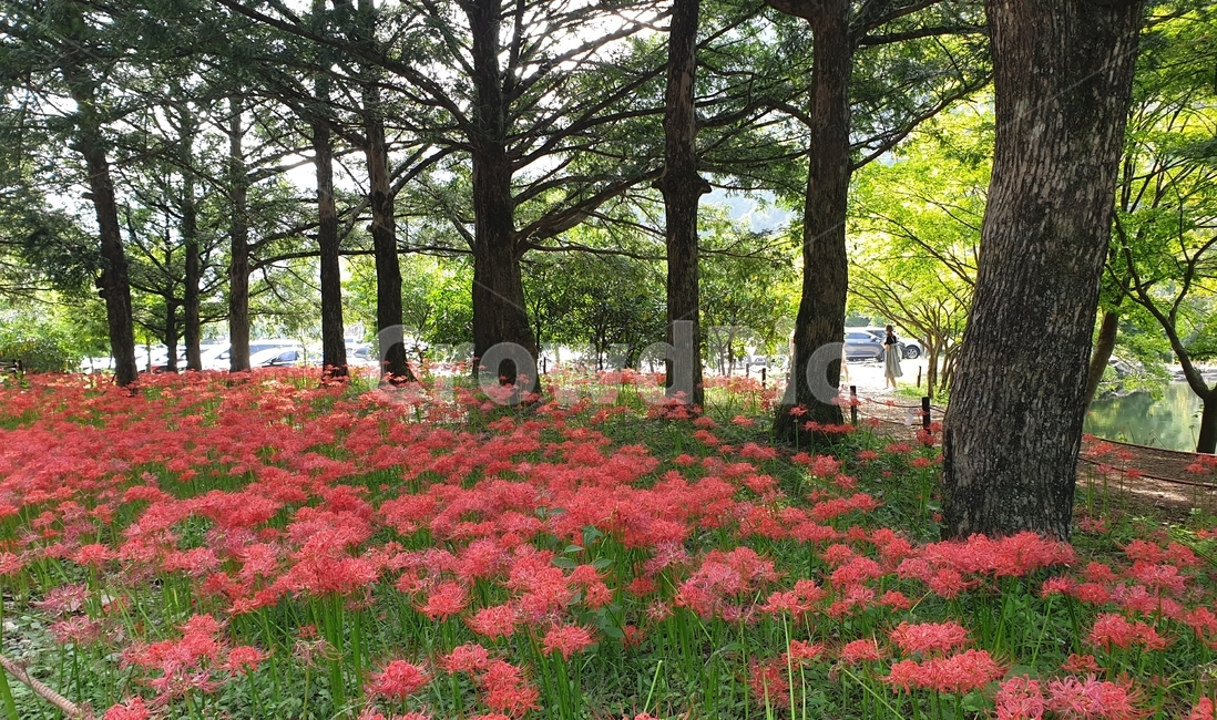 꽃무릇,백양사,꽃무릇밭,꽃밭,나무들,선홍빛,붉은꽃,코랄,호숫가,핑크빛,flower,tree,백양사꽃무릇,자연,풍경,nature,landscape,plant,식물,나무