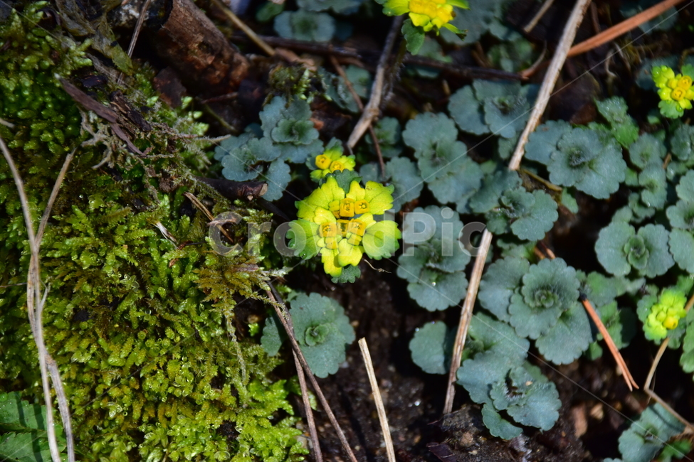 금괭이눈,야생화,봄,눈,꽃,풀꽃,자연,식물,식생,감성,힐링,plants,nature,spring,season,flower,emotion,feeling,노랑,노란색,초본