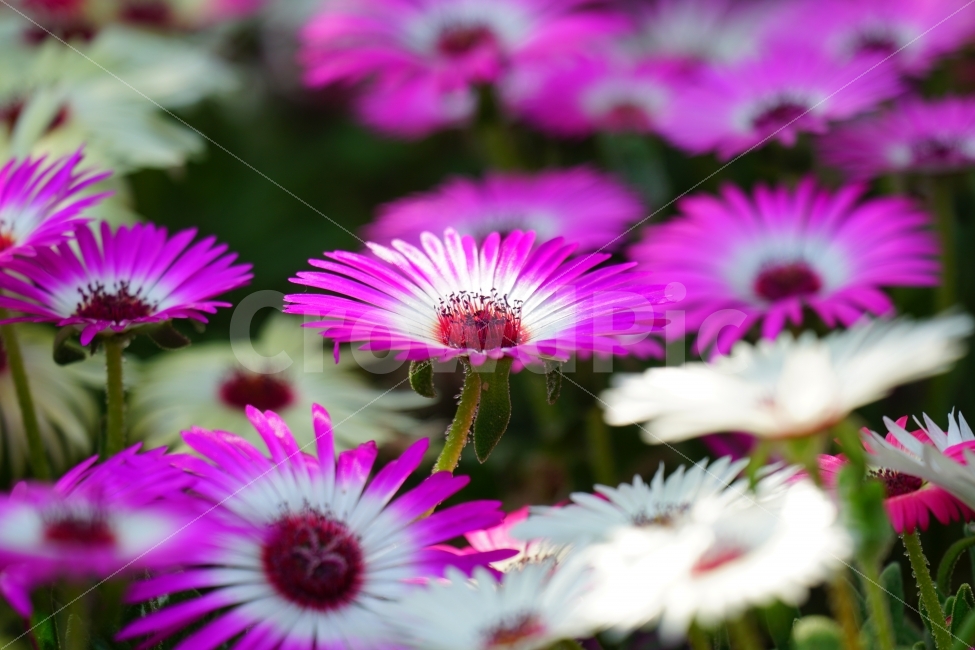 리빙스턴데이지,꽃,플라워,식물,자연,봄,5월,flower,nature,spring,꽃사진,감성,감성사진,힐링,힐링사진,느낌,분위기,화사한,화사하다,밝은,밝다,싱그러운,싱그럽다,싱싱하다,싱싱한,순수,순수하다,순수한,깨끗한,깨끗하다,깨끗,feel,feeling,식물,자연,plants,nature,꽃,flower