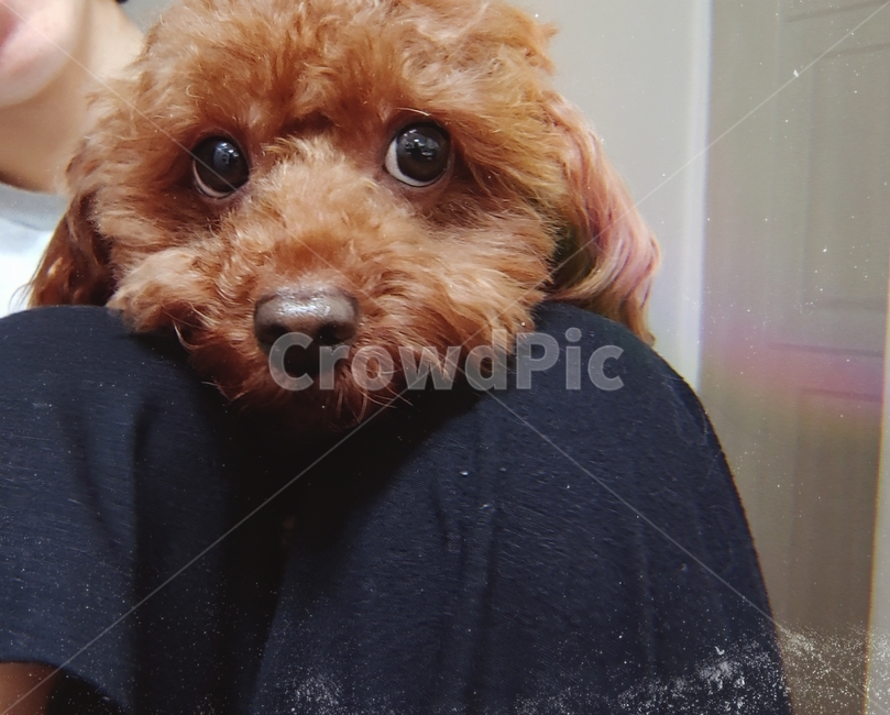 강아지,푸들,초코,생각중,반려견,동물,animal,포유류,mammal,개,강아지,dog,doggy