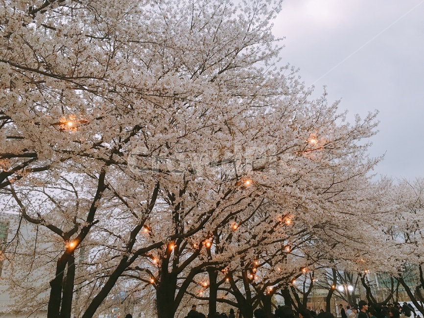 벚꽃,plant,식물,tree,축제