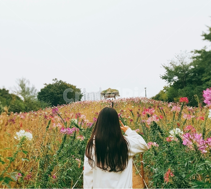 가을,꽃,뒷모습,fall,flower,가을,계절,fall,autumn,season,사람,인물,인간,human,person,여성,여자,woman,female,lady,여행,휴가,traveling,vacation,trip,plant,식물