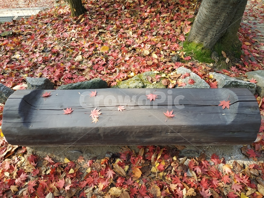 leaf,잎,plant,식물,tree,나무,단풍잎,mapleleaf,단풍,maple,가을,낙엽,레드,red,가을,계절,fall,autumn,season