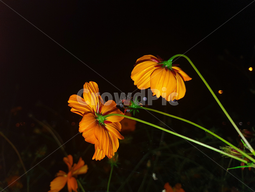 식물,plant,꽃,주황색,flower,풀,식물,자연,plants,nature,꽃,flower