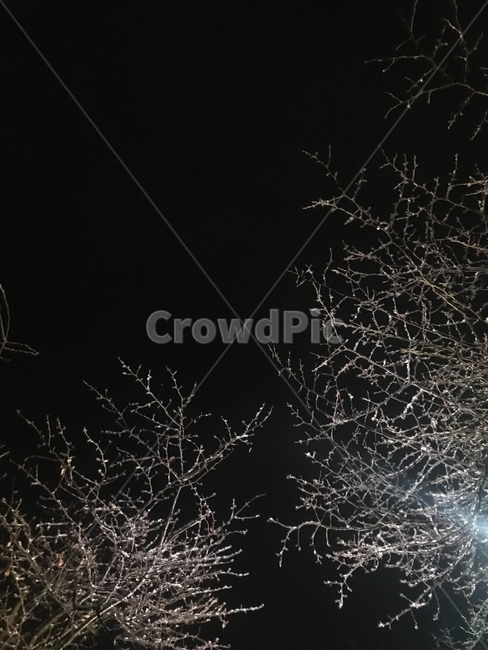 겨울,밤,겨울나무,풍경,landscape,겨울,계절,winter,season,야경,밤,풍경,nightscape,night,landscape,식물,자연,plants,nature,나무,trees,wood,outdoors,옥외