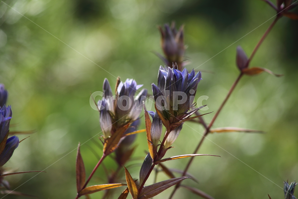 용담,꽃,야생화,식물,chinesegentian,가을,계절,fall,autumn,season,식물,자연,plants,nature,꽃,flower,plant,blossom