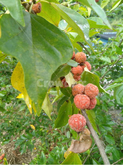 구지뽕,구지뽕나무,구지뽕열매,약용식물,약용열매,과일,열매,fruit,농업,농사,agriculture,farming,farming industry