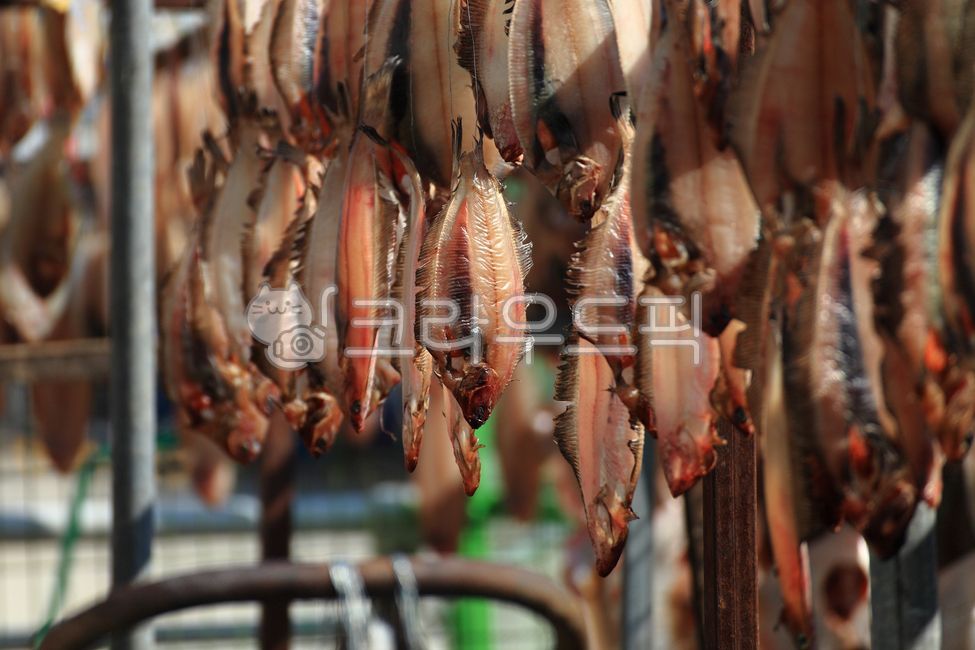 가자미,생선,건어물,건조,먹거리,겨울,바다,수산물,음식,food,푸드,말린생선,식품,fish,물고기,해산물,어류,식재료