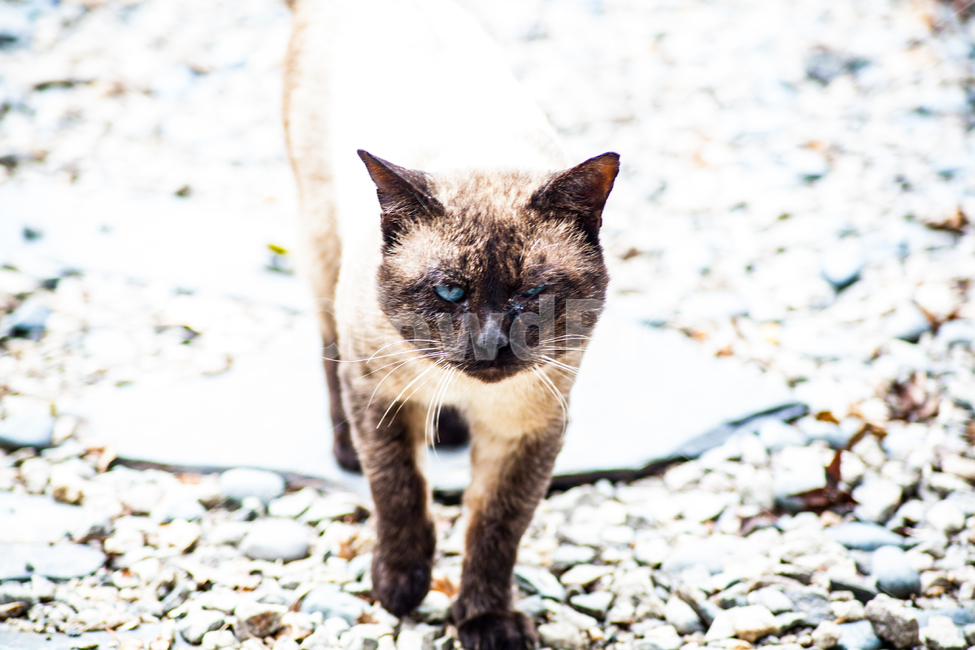 고양이,길고양이,도둑고양이,cat,샴고양이,유기묘,동물,animal,포유류,mammal,고양이,cat,kitten,kitty