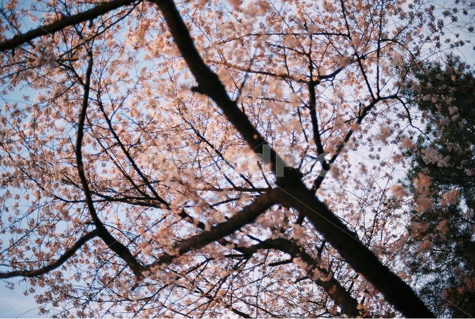 벛꽃,남산,나무,봄,벛꽃나무,봄,계절,spring,season,plant,식물,flower,꽃,blossom,cherry blossom,벚꽃