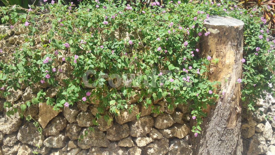 plant,식물,flower,꽃,돌,자연