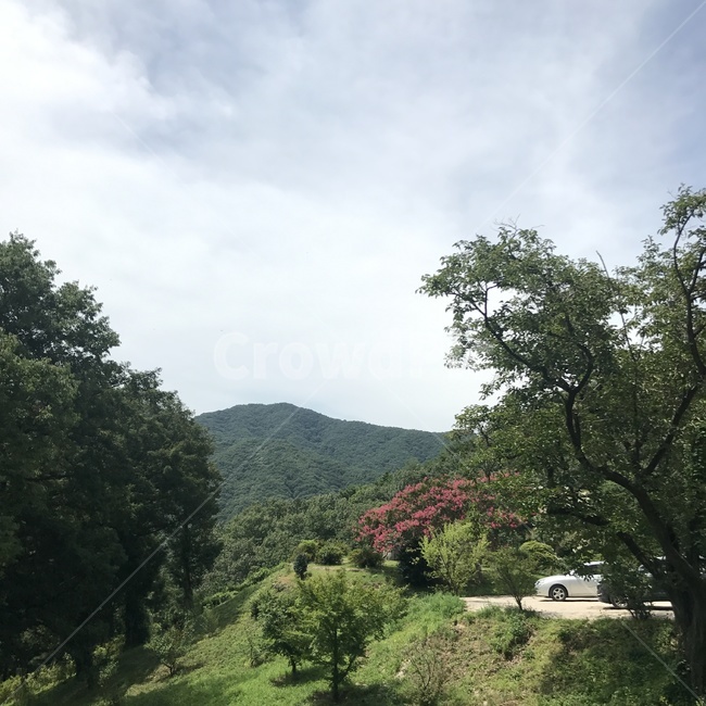 식물,자연,nature,나무,꽃,자연,풍경,nature,landscape