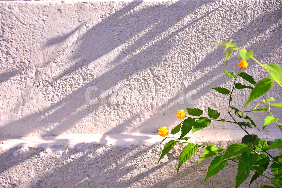 식물,황매화,그림자,꽃,담장,명암,빛,벽,wall,flowers,shadow,light,식물,자연,plants,nature,꽃,flower