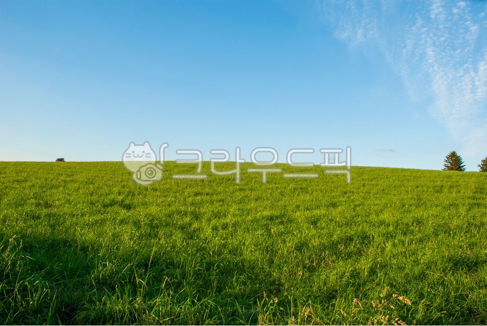 blue sky,bluesky,cloud,Field,white,meadow,greenmeadow,sky,green,nature,white clouds,tree,grassland,green meadow,whitecloud,White,blue,field,outdoors