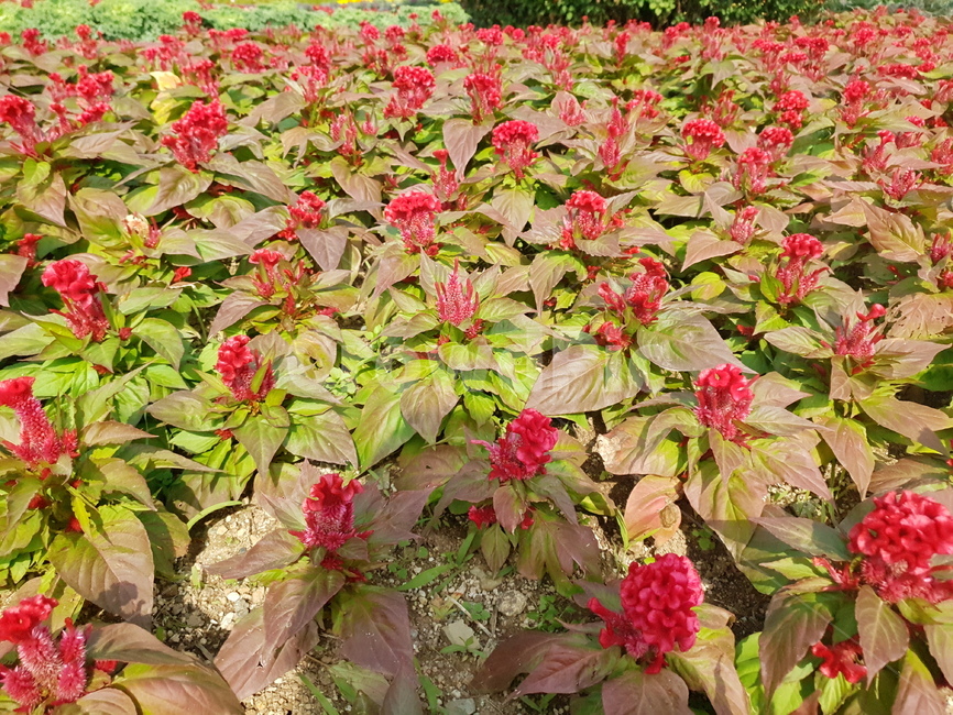 삭뭉,꽃,자연,flower,blossom