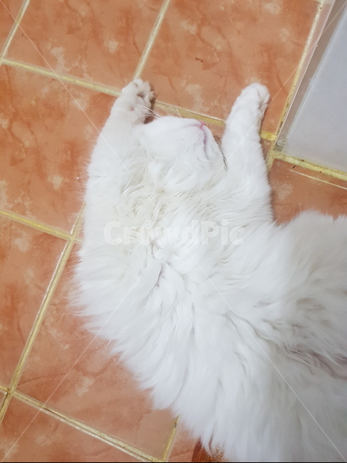 고양이,고양이발바닥,발바닥,핑크젤리,젤리,페르시안,터키쉬앙고라,고양이코,고양이턱,동물,하얀고양이,고양이입,동물,animal,포유류,mammal,고양이,cat,kitten,kitty