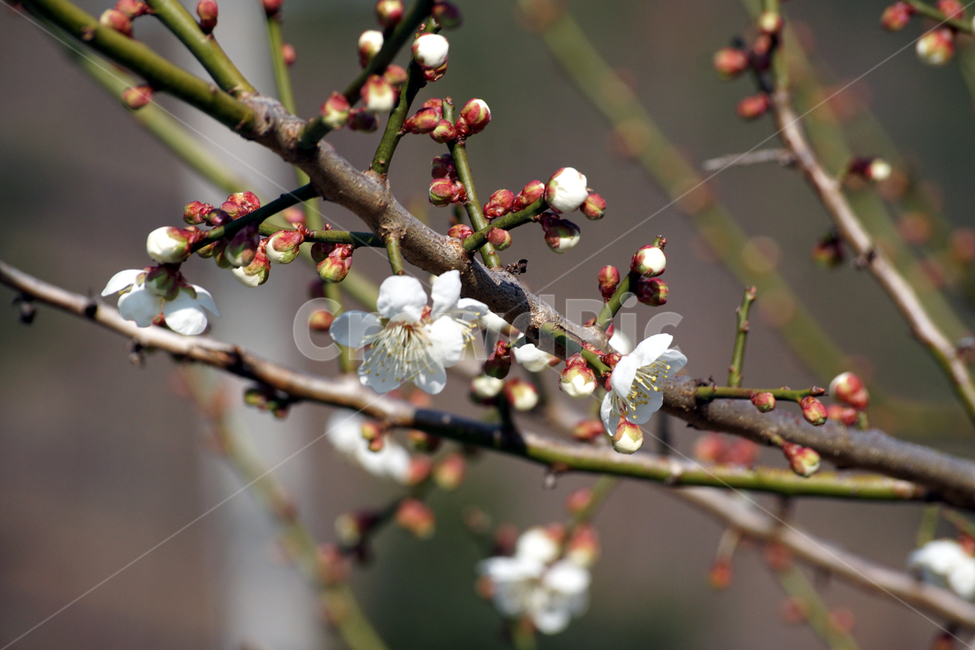 자연,plant,식물,매화,꽃,봄,소식,배경화면,바탕화면,봄,계절,spring,season